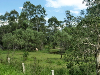 Picture of Queensland countryside