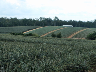 Pineapple agriculture